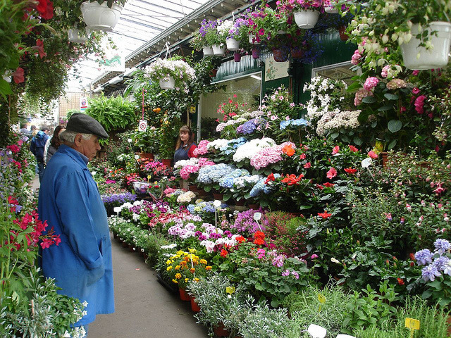 flower market near Notre Dame Cathedral