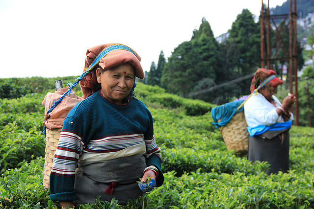 Tea Picking