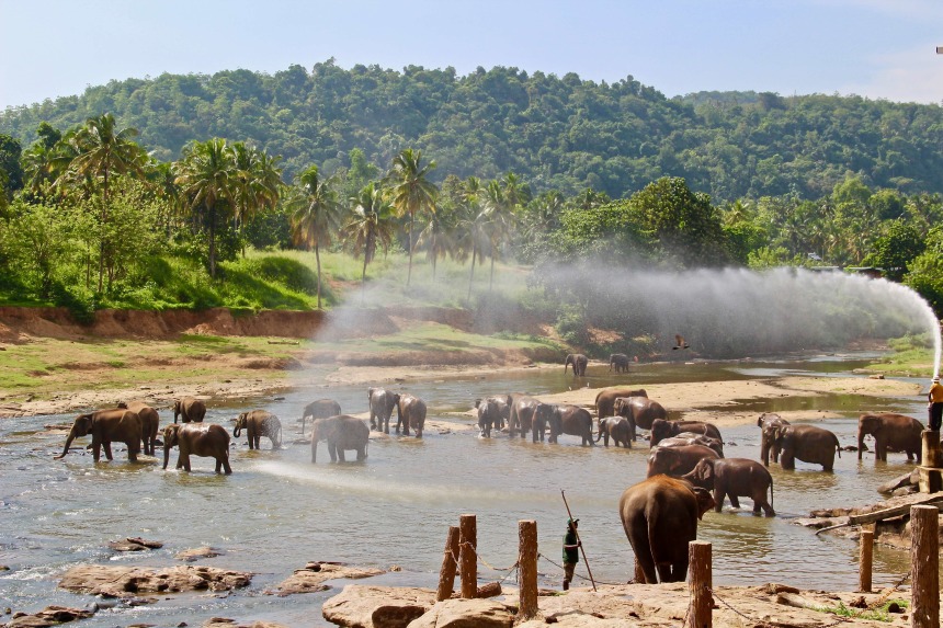 Pinnawala Elephant Sanctuary