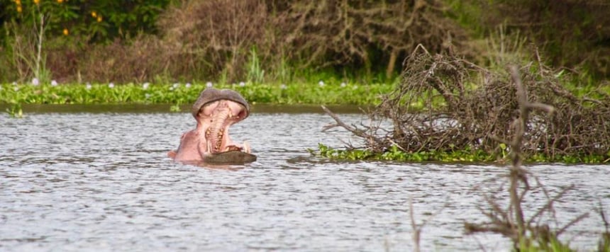 Lake Naivasha, Nairobi