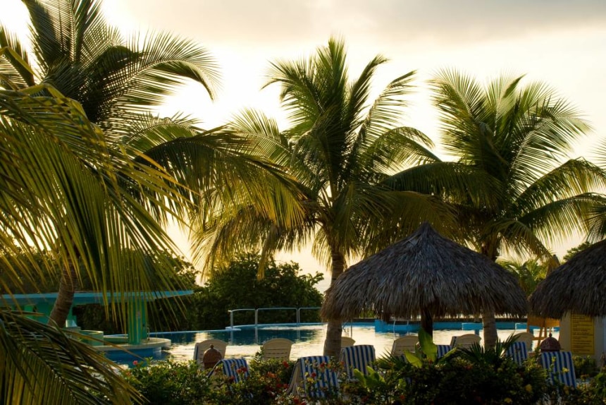 Poolside Palm Trees Resort
