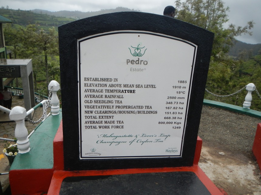 Pedro Tea Estate