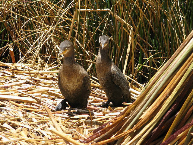 Native Brids in Titicaca National Reserve