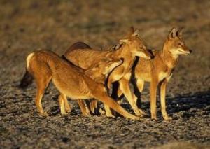Ethiopian Red wolf