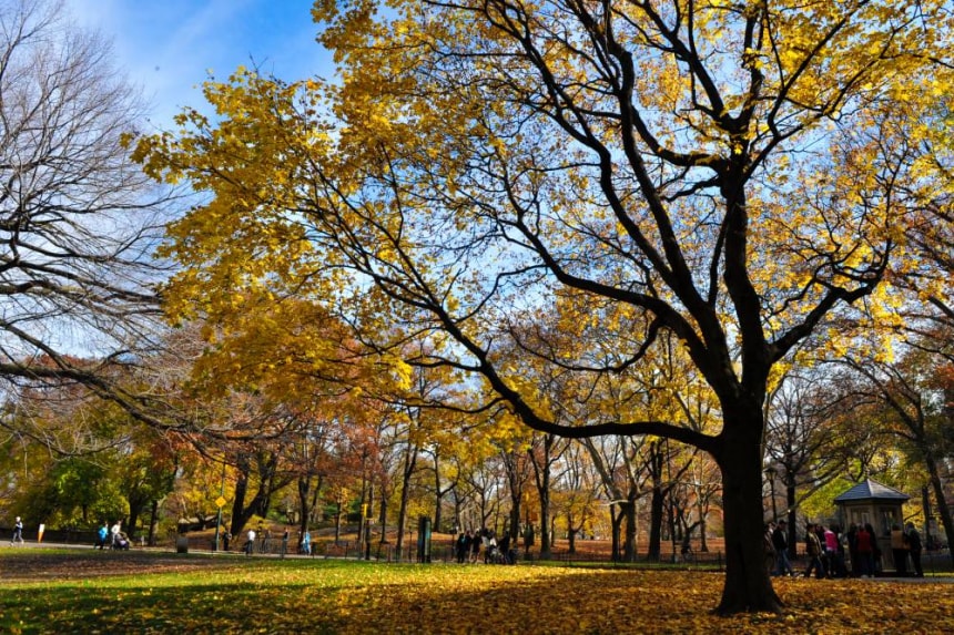 Wandering in Central Park