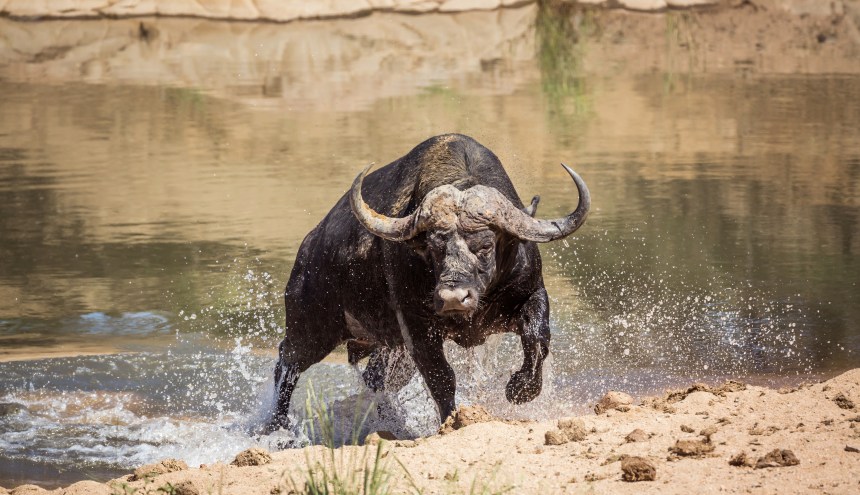 African buffalo attacked by crocodile in Kruger National Park