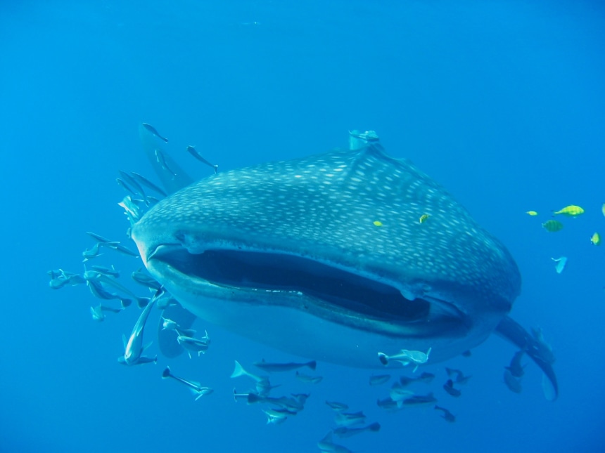 Whale Shark Diving