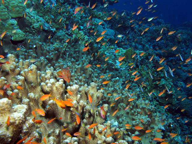 Red Sea Reef