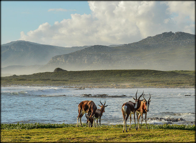 Bontebok at Cape Point, South Africa