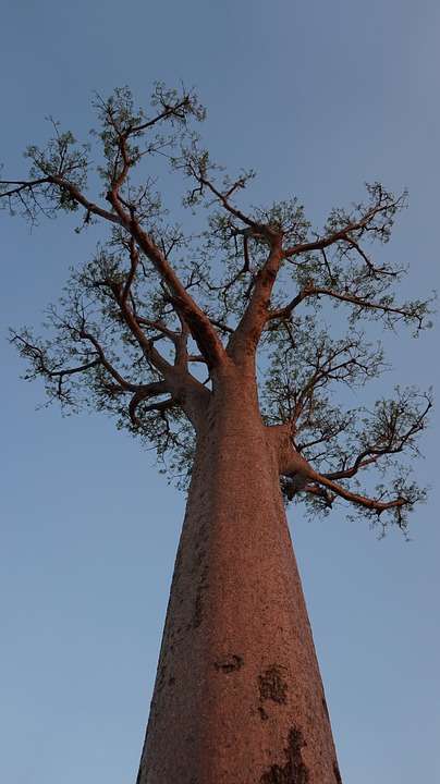 Madagascar Baobab