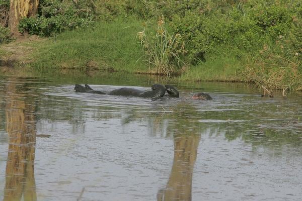 A hippo rolls onto its back to cool off in a swamp in Serengeti National Park.