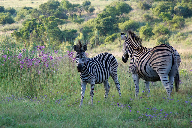 Zebra at Groenkloof Nature Reserve