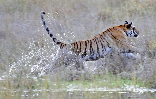 Bandhavgarh National Park Tiger
