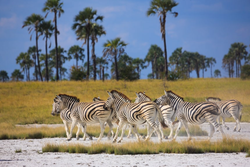 Makgadikgadi Pans National Park