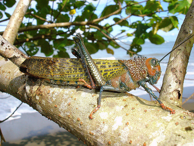 Corcovado National Park