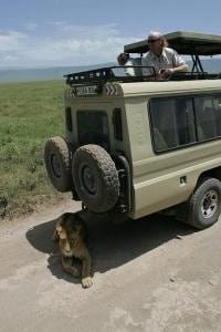A lion seeks shade in the shadow of a Land Cruiser at Ngorongoro Crater Conservation area.