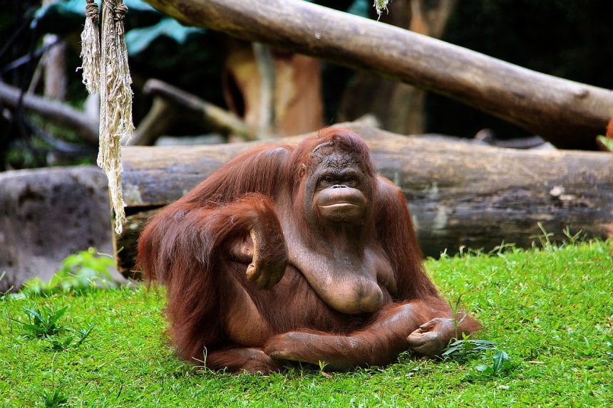 Orangutan in Sumatra