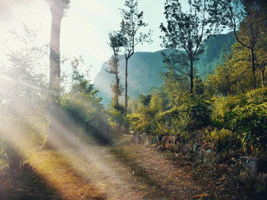 Sri Lanka Forest Morning