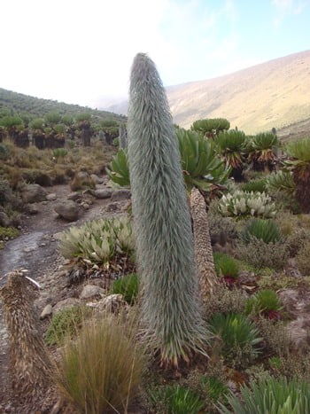 Mount kenya mountaineering-expendition