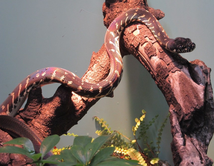 Boelens Python in New Guinea Zoo