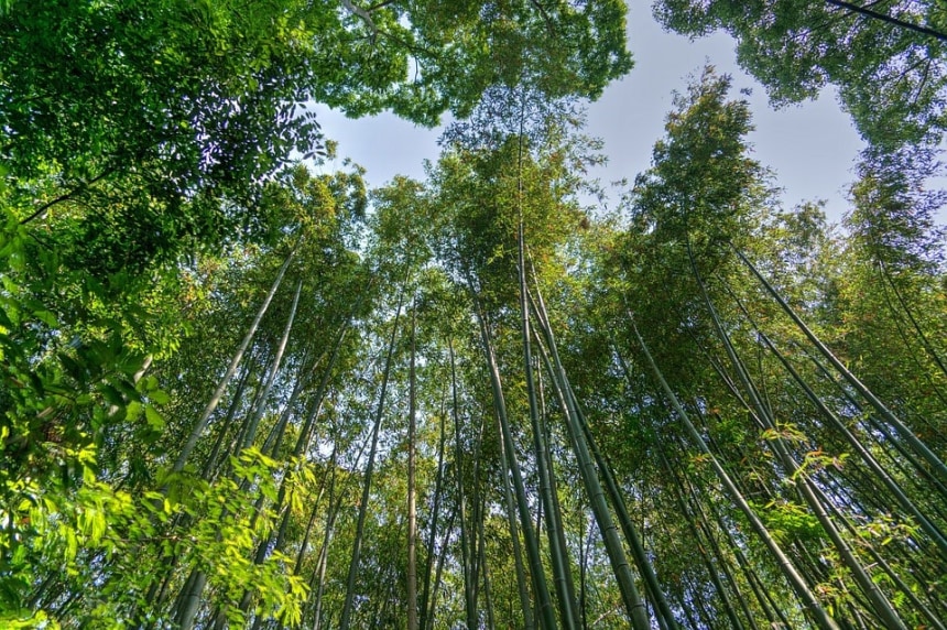 Arashiyama Bamboo Forest