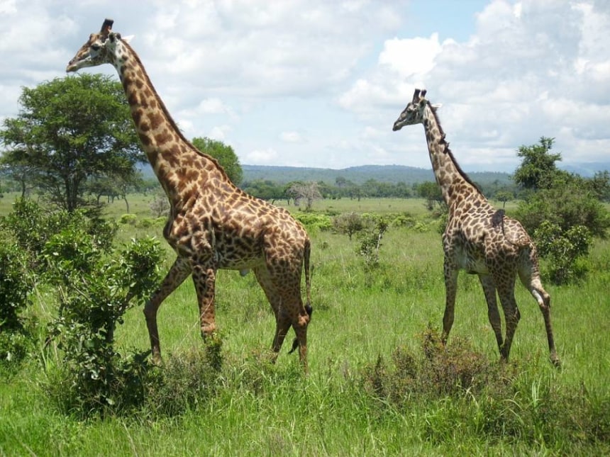 Mikumi National Park