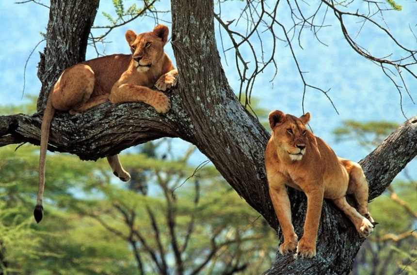 Lionesses on the look out