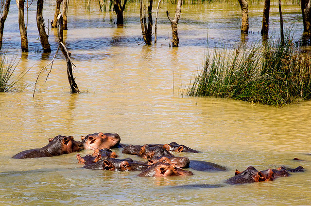 ISimangaliso-Wetland-Park