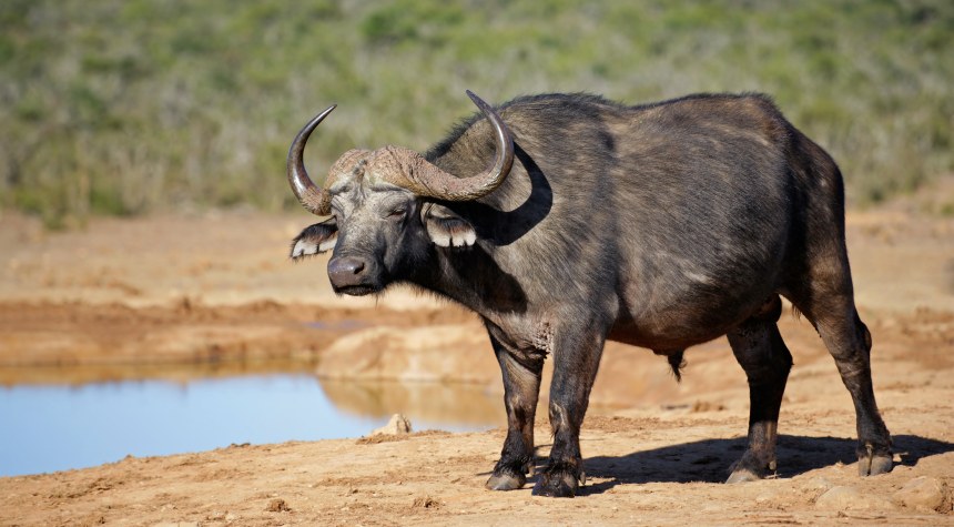 African or Cape buffalo (Syncerus caffer) at a waterhole, Addo National Park, South Africa
