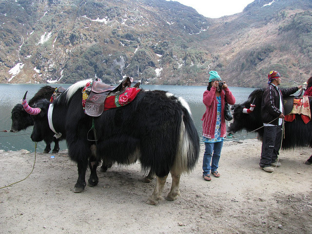 Yaks and tourists at Tsomgo Lake