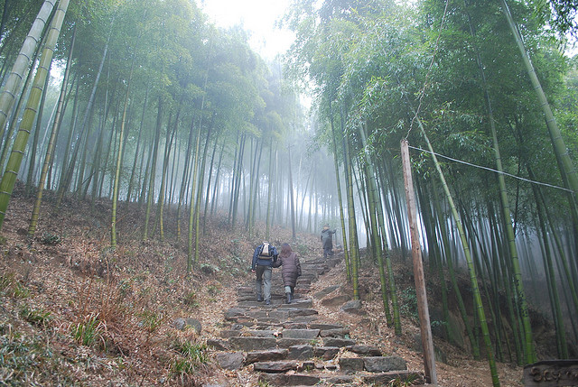Trail through bamboo woods in Moganshan