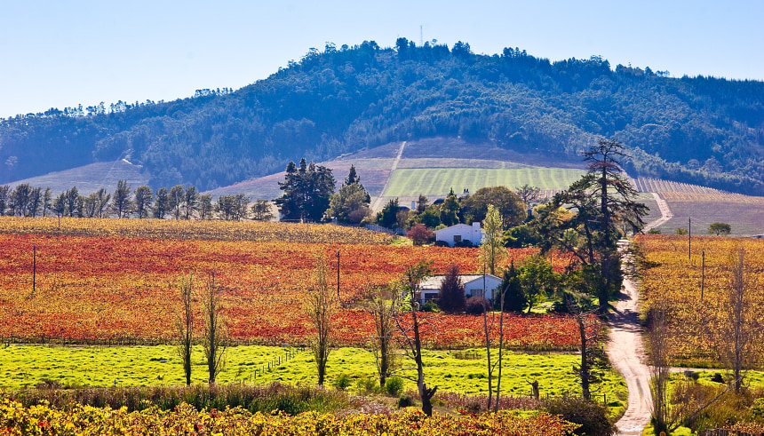 The road through the vineyards to the shaded, landscaped gardens, Stellenbosch, Western Cape,