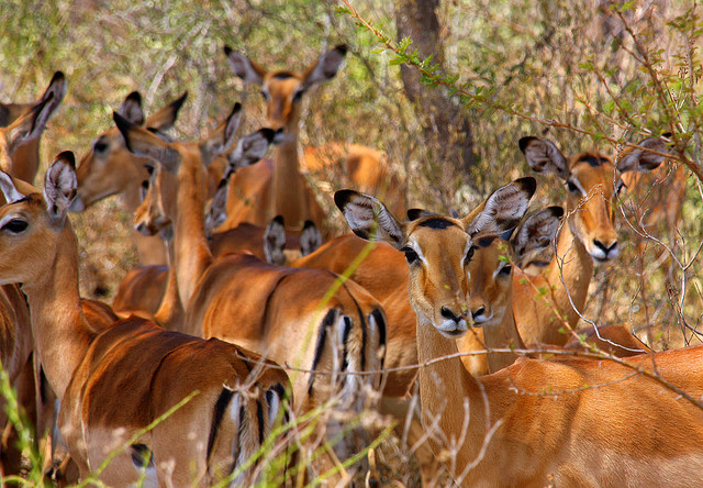 Lake Mburo National Park Uganda
