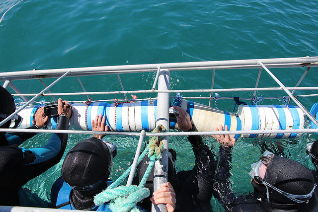 Great White Shark Cage Diving in Cape Town