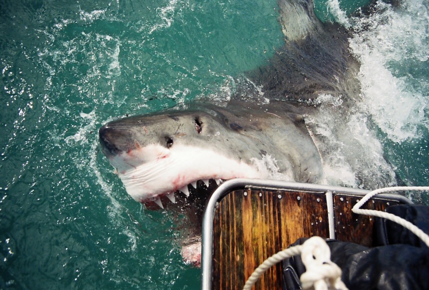 Great White Shark, Gansbaai