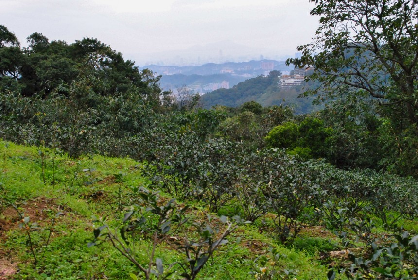 Maokong Tea Plantation