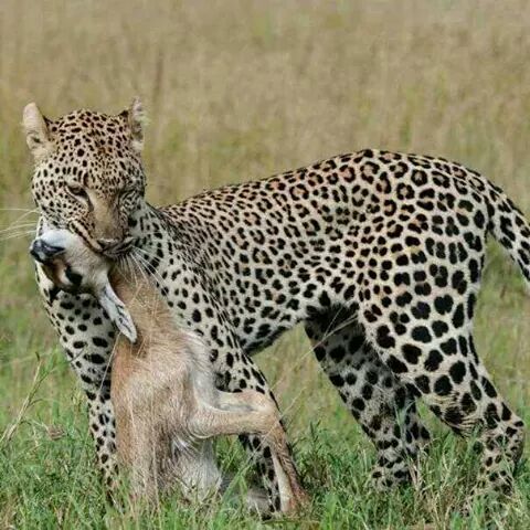  manyara  national park 