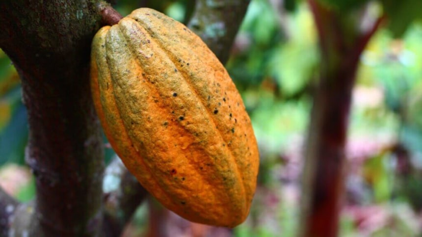 Ecuadorian Cacao