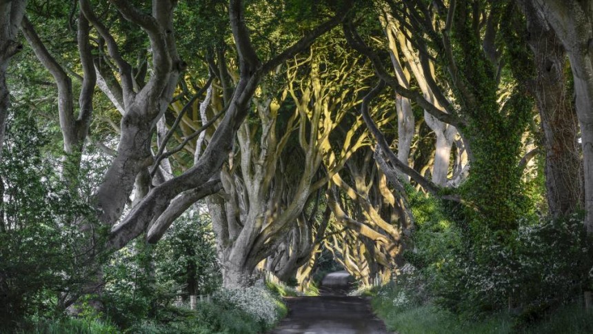 The Dark Hedges, Northern Ireland