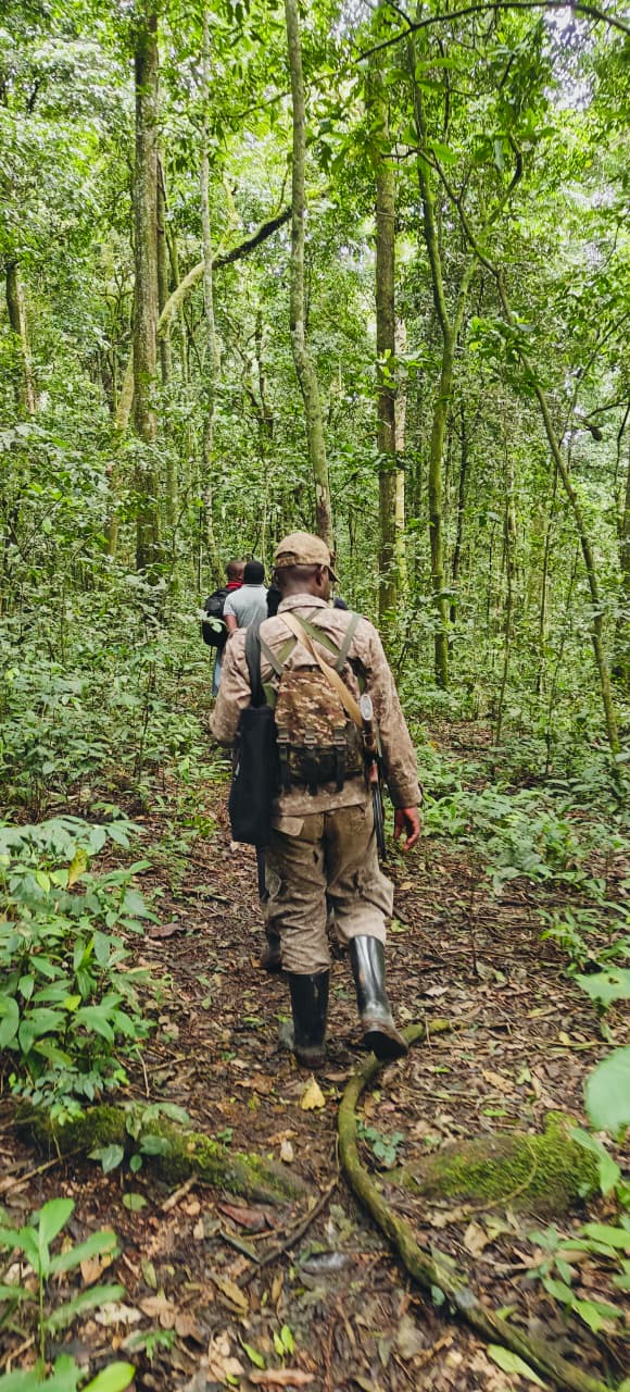 Up the forest trails on a chimp trekking tour in Kibale National Park