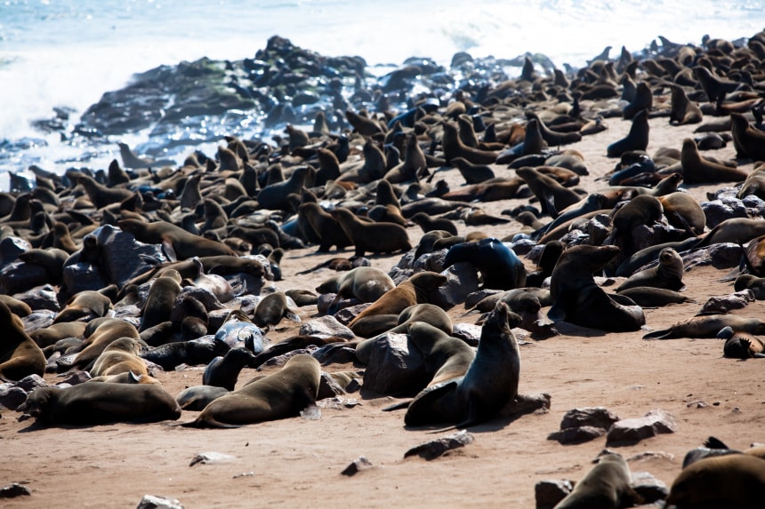 Cape Cross Seals Reserve