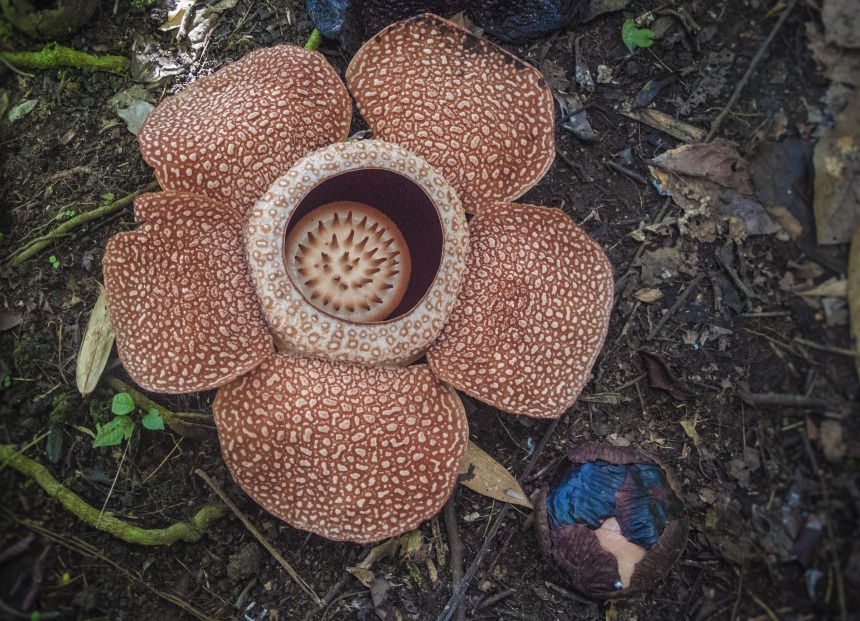 The Rafflesia Arnoldii Flower