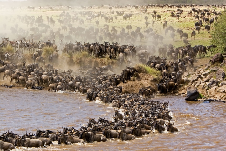 Wildebeests crossing Mara river