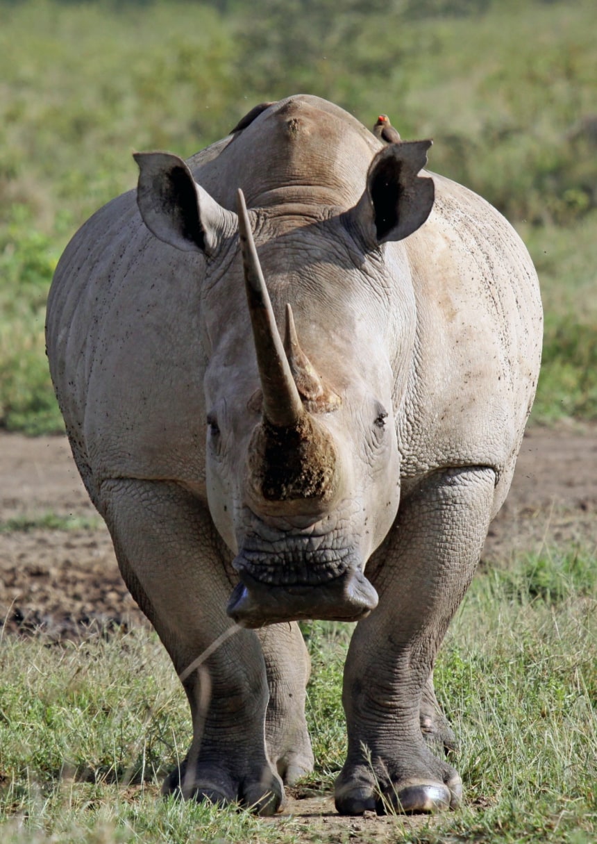 NORTHERN WHITE RHINOS. 