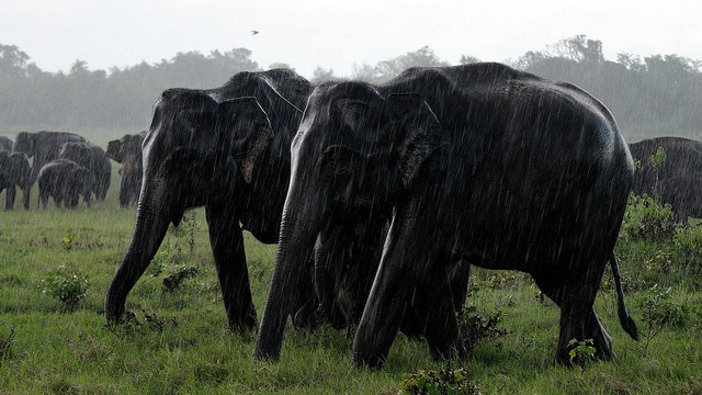 Monsoon in Anuradhapura