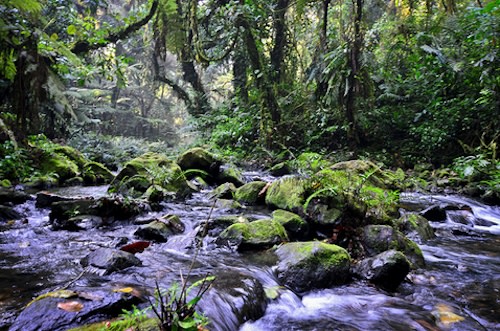 bwindi water, gorilla trekking