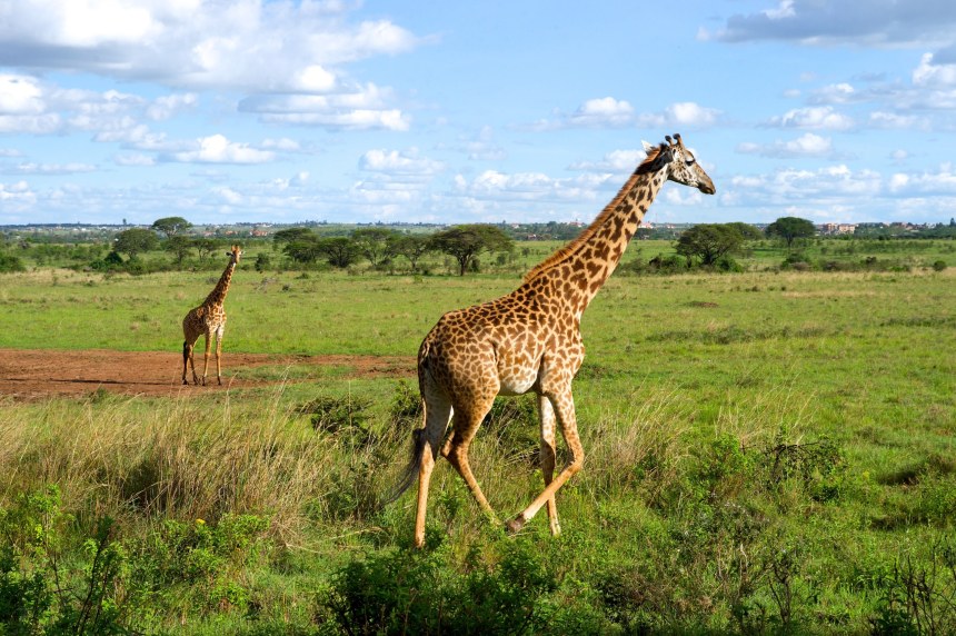 Nairobi National Park