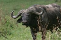 A Cape Buffalo bull in Ngorongoro Crater Conservation area.