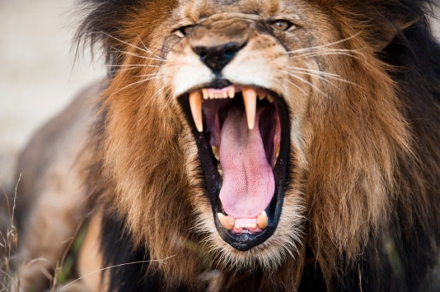 A roaring lion
