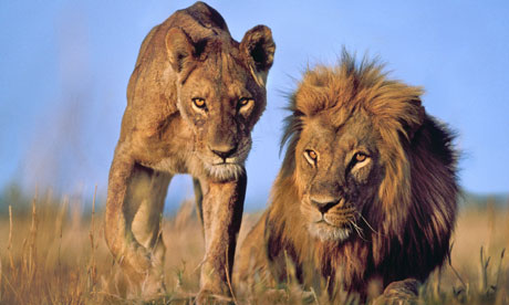 A male and a female lion